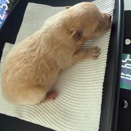 Light green - Cream sable parti male Pomeranian puppy in Cheektowaga, New York from Buffalo Pomeranians 716