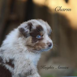 Australian Shepherd Puppies from Knight's Aussies