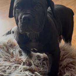 Light pink collar female - Black female Boerboel puppy in Rockford, Illinois from Adoraboerboels