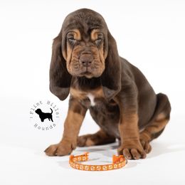 Orange Boy - Liver and tan Bloodhound puppy in Wamego, Kansas from Flint Hills Hounds