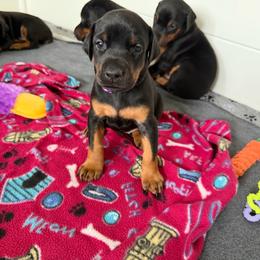 Dark Purple collar Girl - Red and rust female Doberman Pinscher puppy in Madison, Indiana from Jensen Dobermans and Dachshunds