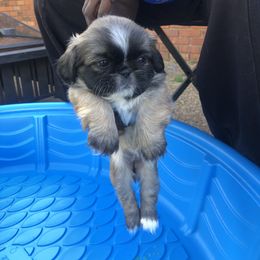 Pekingese Puppies from Pekingese Forever Home