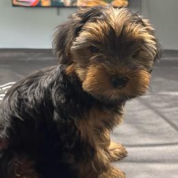 Girl 2 - Blue and gold female Yorkshire Terrier puppy in Marion, Indiana from Brandon's Yorkshire Terriers