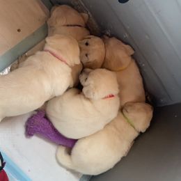 Labrador Retriever Puppies from Hickory Creek Labs