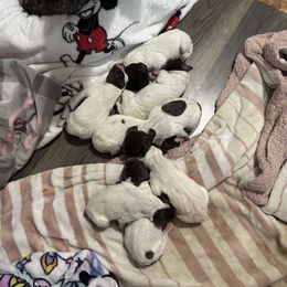 German Shorthaired Pointer puppies from N&R Gsps