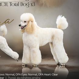 Aura - Poodle