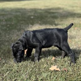 Lime Collar - Black male Cane Corso puppy in Paris, Texas from Knucklehead Cane Corso