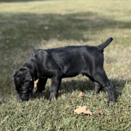 Lime Collar - Black male Cane Corso puppy in Paris, Texas from Knucklehead Cane Corso