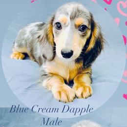 Dachshund Puppies from Meldox