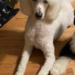 Bernedoodles and Poodles from My Tender Loving Paws