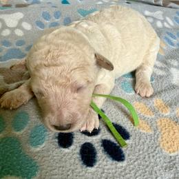 Miss Marvel - Cream female Goldendoodle puppy in Pensacola, Florida from Goldendoodles Love You in Pensacola Friend Edition