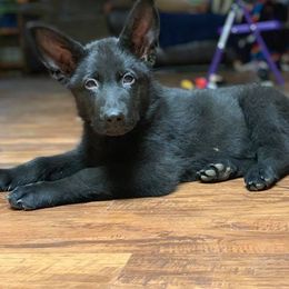 German Shepherd Puppies from Buchanan’s Shepherds