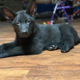 German Shepherd Puppies from Buchanan’s Shepherds