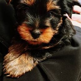 Yorkshire Terriers from Yorkies of the Midwest