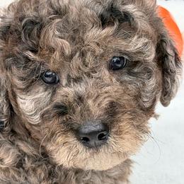 Yellow paws Darker merle on end - Merle male Goldendoodle puppy in Rush, New York from Care Bear Puppies
