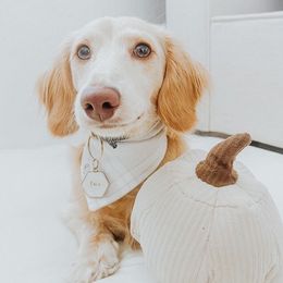 Dachshunds from DeLorenzo Dachshunds