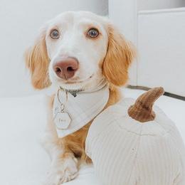Dachshunds from DeLorenzo Dachshunds