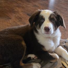 Australian Shepherd Puppies from Page Family Homestead