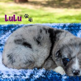 Shira - Australian Shepherd puppy in Coldwater, Michigan from Northern Star Australian Shepherds