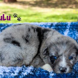 Shira - Australian Shepherd puppy in Coldwater, Michigan from Northern Star Australian Shepherds