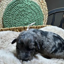 Ginger - Blue merle female Aussiedoodle puppy in York, Pennsylvania from Loving Puppy Paws Kennel