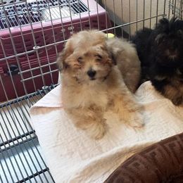 Havanese Puppies from Jerico Havanese
