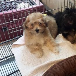 Havanese Puppies from Jerico Havanese