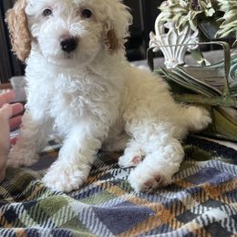 Poodle Puppies from Foxtrot Farm Poodles