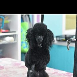 yahtzee  - Poodle