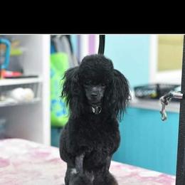 yahtzee  - Poodle