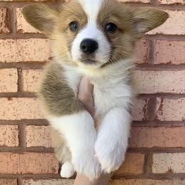 Earmuff - Red female Pembroke Welsh Corgi puppy in Cumming, Georgia from Carter’s Corgis LLC