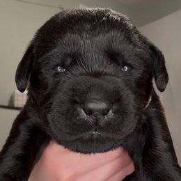 Woodstock - Black male Labrador Retriever puppy in Cleveland, Ohio from Brookside Labrador Retrievers