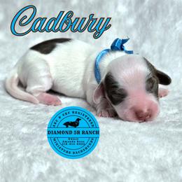 CADBURY - Piebald male Dachshund puppy in Columbia, Louisiana from Diamond 5R Ranch AKC & CKC Miniature Dachshunds