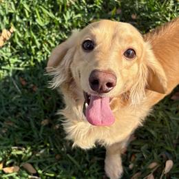 Woody - Dachshund