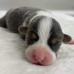 Breezy - Gray and white female American Corgi puppy in White Hall, Maryland from Folly Acres Corgis