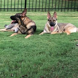 German Shepherd All Grown Up from A2 German Shepherd Dogs