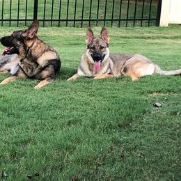 German Shepherd All Grown Up from A2 German Shepherd Dogs