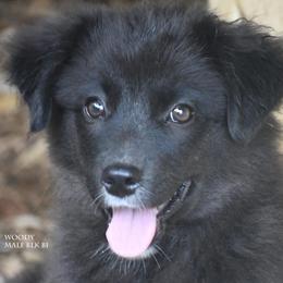 Woody - Black tri male Miniature Australian Shepherd puppy in Patterson, North Carolina from DreamLine Aussies