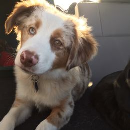 Chaps - Miniature American Shepherd