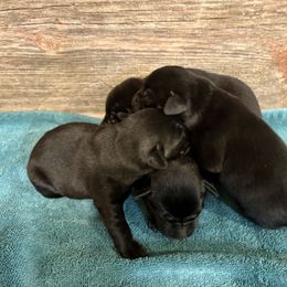 Black Lab Male pup 2nd Pick - Black male Labrador Retriever puppy in Freeport, Illinois from Rock Hollow Retrievers