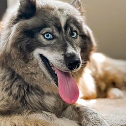 Delaney - Siberian Husky