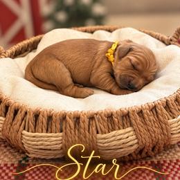 Star - Dark golden female Golden Retriever puppy in San Bernardino, California from Thegoldendreams1