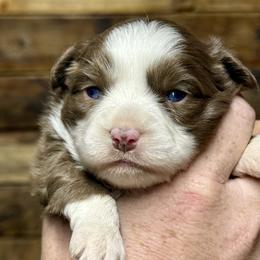Lil Red - Red tri female Toy Australian Shepherd puppy in Brashear, Texas from Double R farms