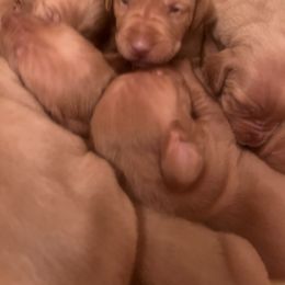 Girl 1 - Golden rust female Vizsla puppy in Greenfield, Iowa from Two Ponds Farm Vizslas