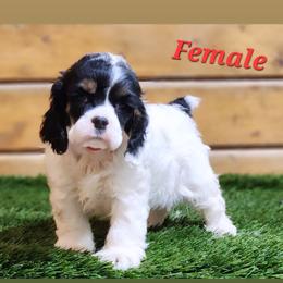 Cocker Spaniel Puppies from CuttinBlue Farms