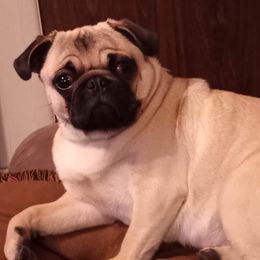 Nellie - Pug