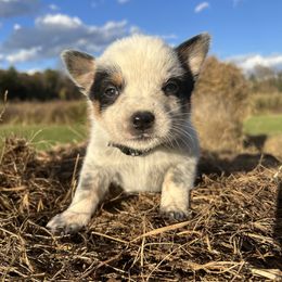 Boy 1 - Blue male Australian Cattle Dog puppy in Irvington, Kentucky from Dry Valley’s Australian Cattle Dogs