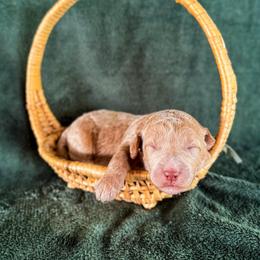 Suede - Apricot female Labradoodle puppy in Elizabeth City, North Carolina from Howdy Doodles
