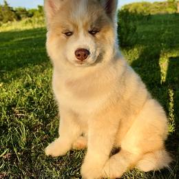 Pomsky and Siberian Husky Puppies from A-Dream Pomsky Kennel