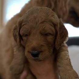 Light Blue Collar - Red  male Goldendoodle puppy in Winchester, Tennessee from Mahaffey’s Doodles